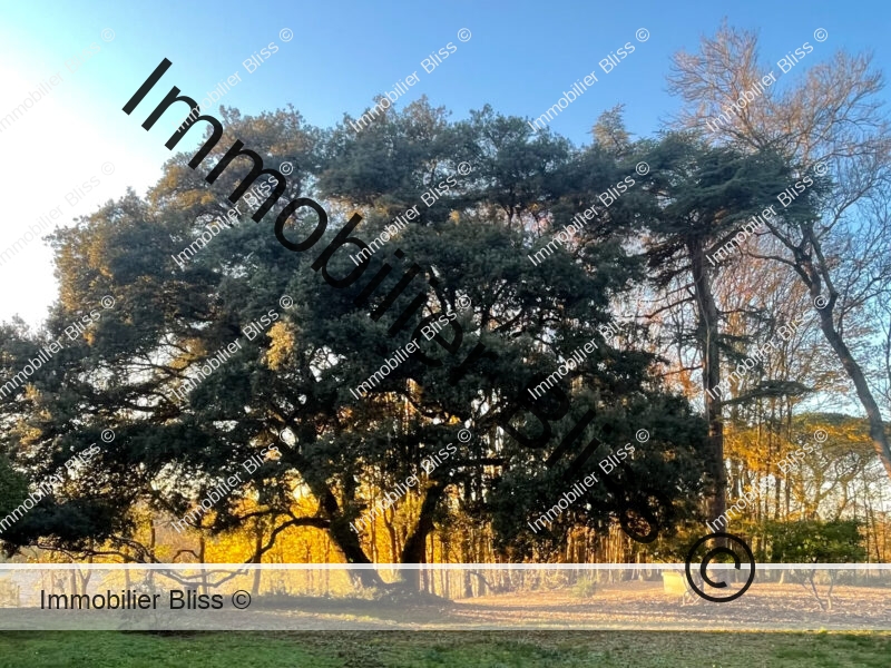 1470 - Parc - chêne vert 3