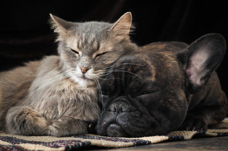 Dog and cat sleeping together cute hugging each other