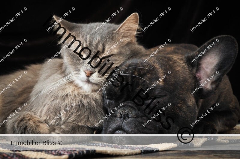 Dog and cat sleeping together cute hugging each other