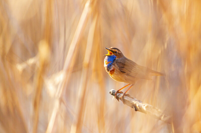 Bluethroat sings sitting in the reed , wildlife