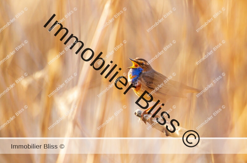 Bluethroat sings sitting in the reed , wildlife