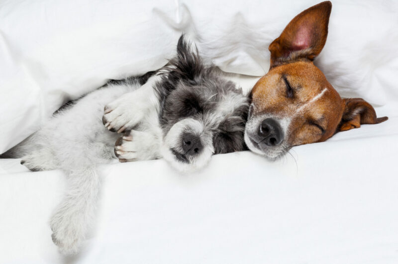 two dogs in love sleeping together in bed