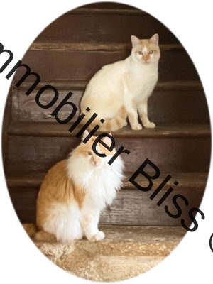 cats3 cats3